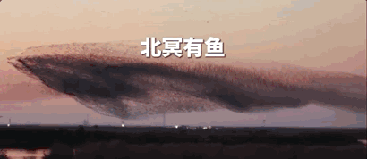 鲲鹏鸟浪