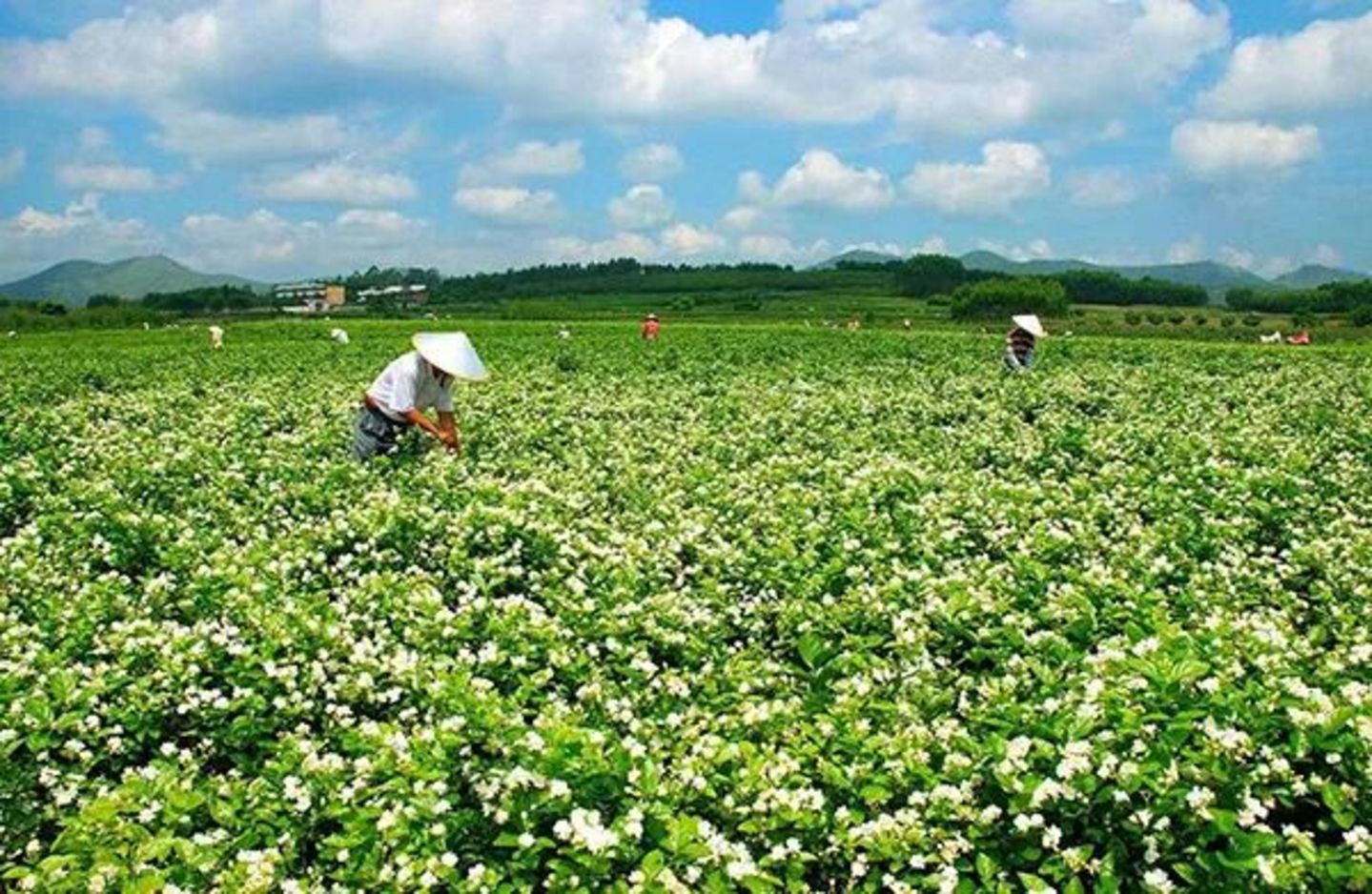 茉莉乌龙茶