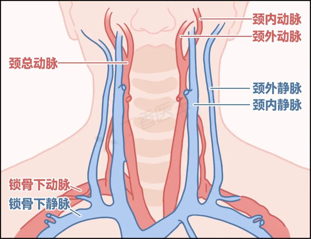 颈部血管神经示意