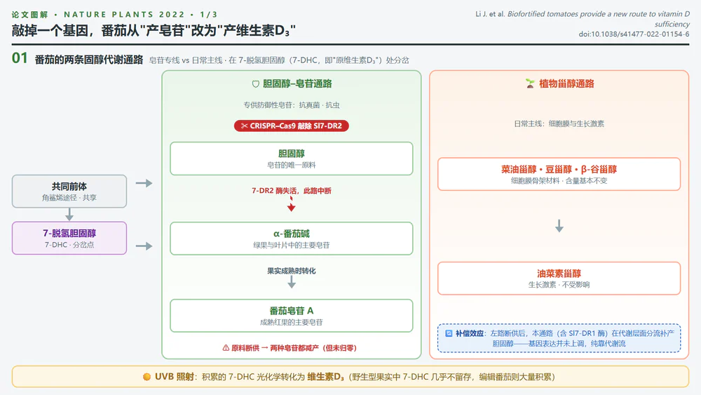 番茄两条固醇代谢通路